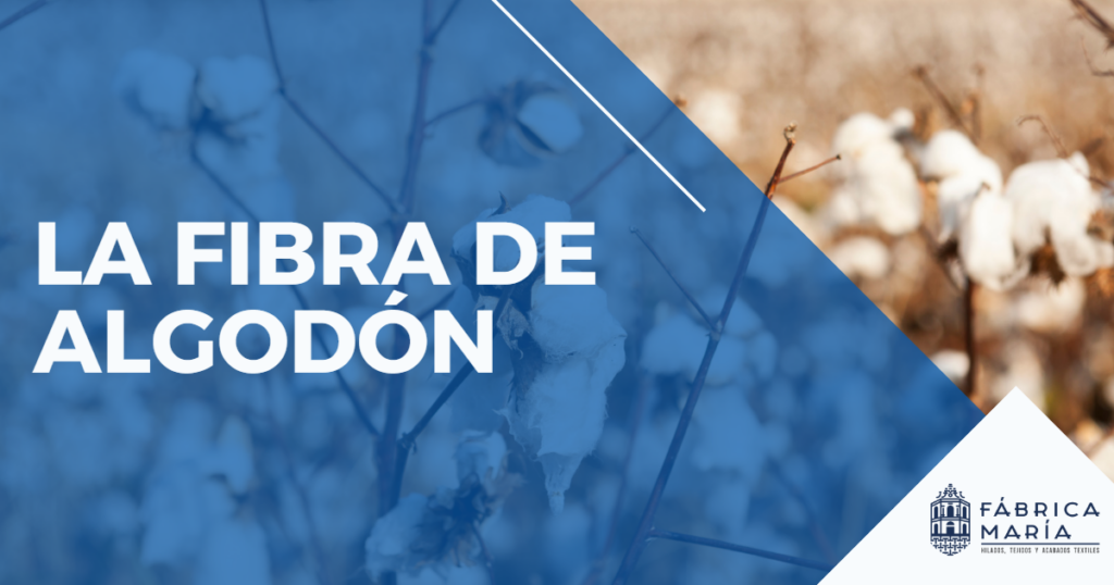 La-fibra-de-algodón